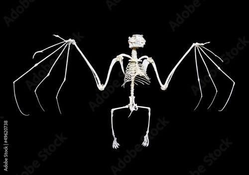Fruit Bat Skeleton
