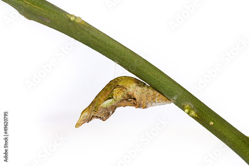 Common mormon chrysalis photo