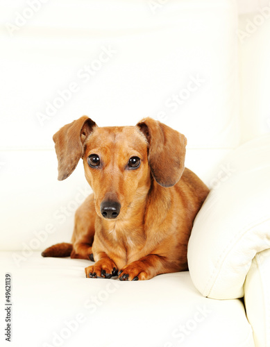 dachshund dog on sofa