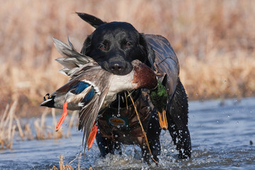 Papier peint photo Chasser Labrador noir et canard colvert  © Zach Cunningham