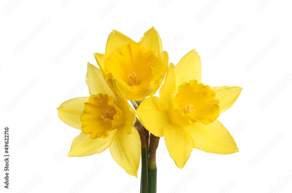 Three daffodils Three daffodils