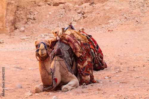 Camel sitting on a desert land