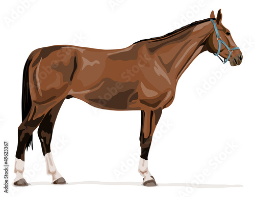 standing german warmblood horse with halter