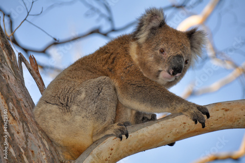 Koala in cape Otway reserve, Victoria (Australia)