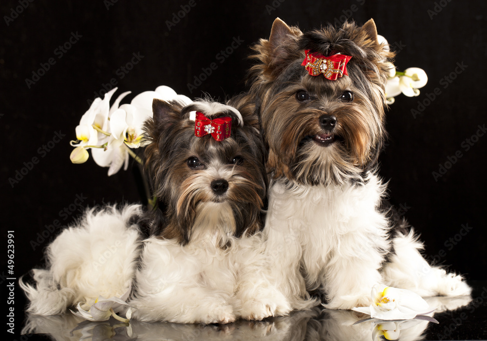 biewer Yorkshire terrier and flower orchid white