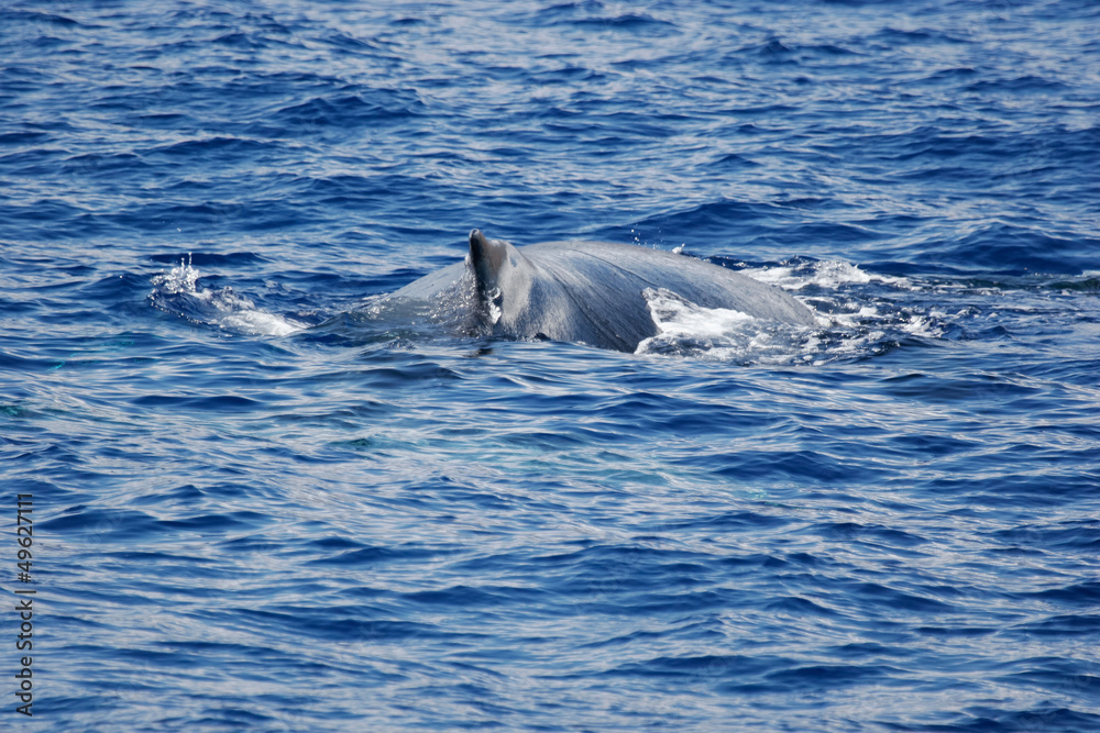 Fototapeta premium Humpback whale on the surface