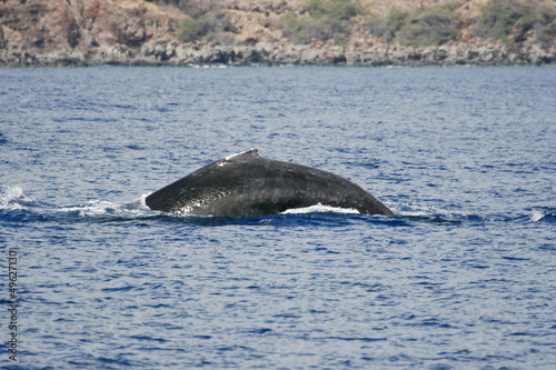 Humpback whale immerse