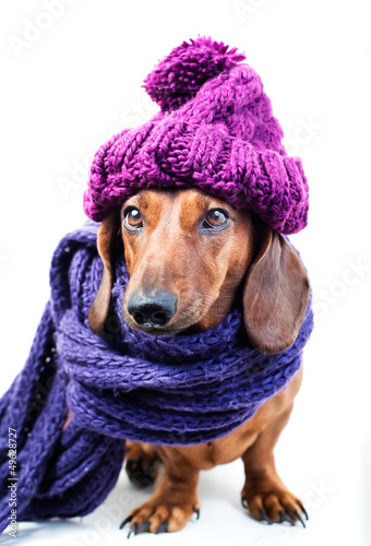Dog in purple hat