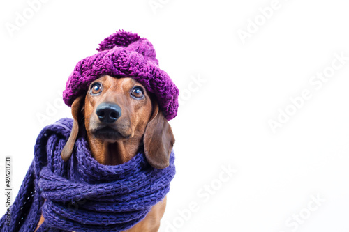 Dog in stylish scarf