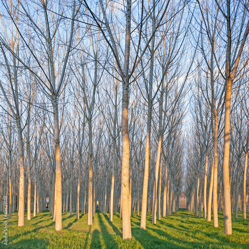 Poplar tree forest in winter. Emilia  Italy