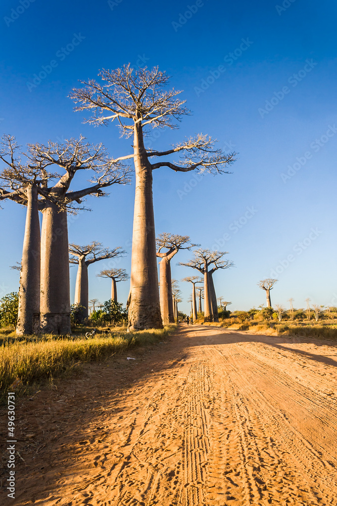 The Baobab Alley