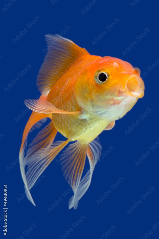 Goldfish Goldfish