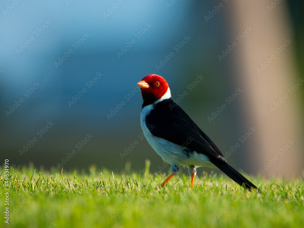 Yelloe Beaked Cardinal glamour portrait Yelloe Beaked Cardinal glamour portrait