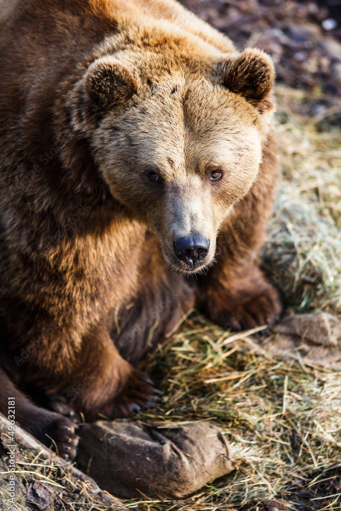 Fototapeta premium Brown bear