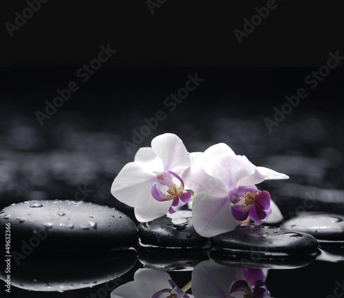 Two orchid with stones on wet background
