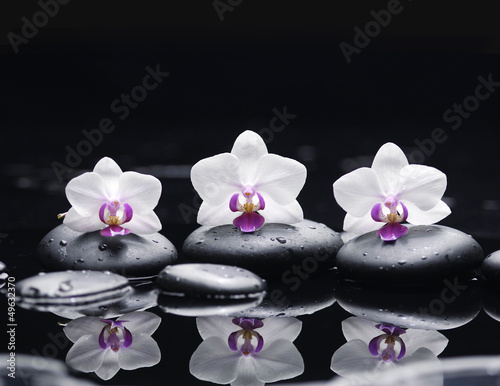 orchid flower and stones in water drops