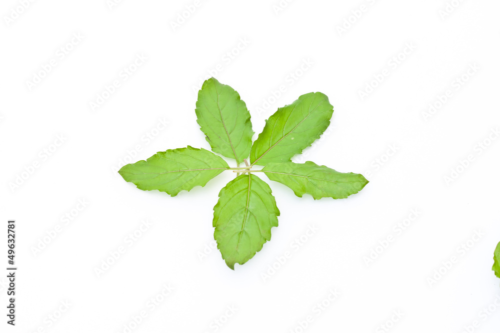 green herb green herb