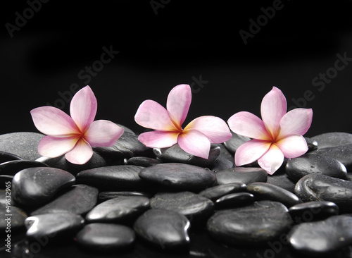 Still life with three frangipani and black pebbles