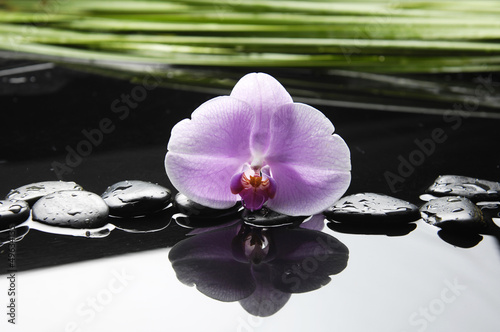 Beautiful pink orchid and stones with green leaves reflection