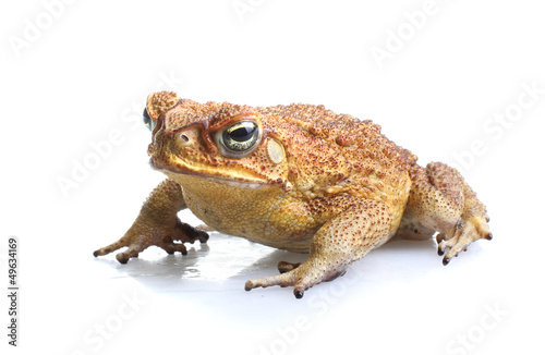 Toxic cane toad