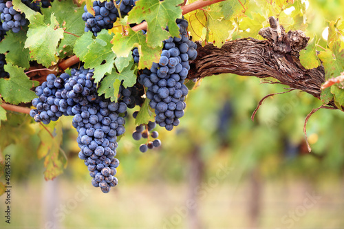 Fototapeta Red wine grapes on old vine