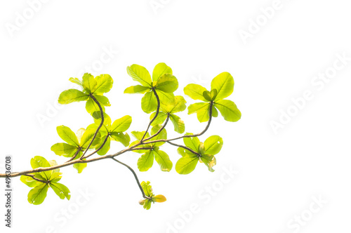 green leaves and branches on white background © yotrakbutda