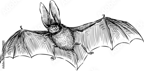 bat