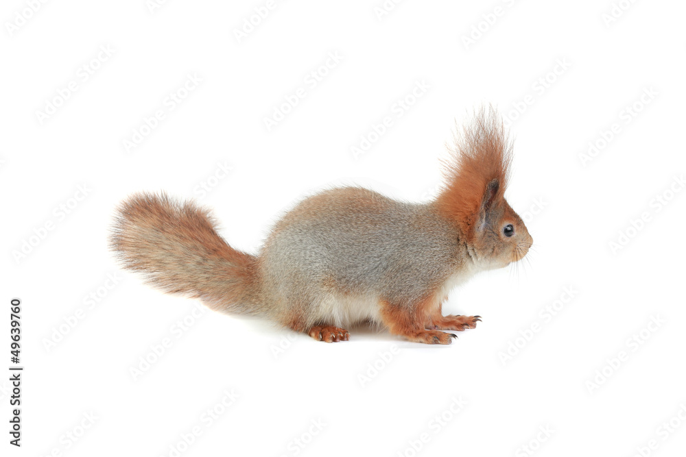 Obraz premium squirrel,
