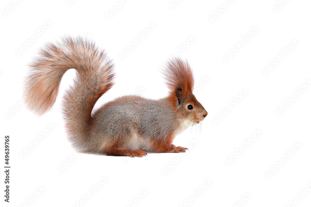 squirrel, squirrel,