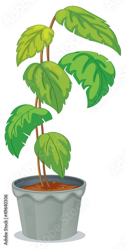 A green tall plant in a pot