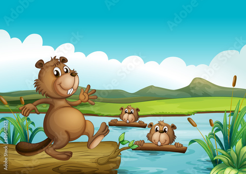 Beavers playing in the river with woods