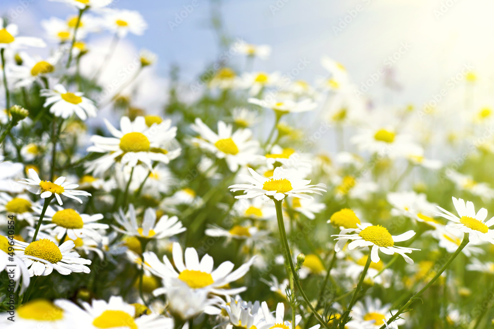 white daisies in sunlight white daisies in sunlight