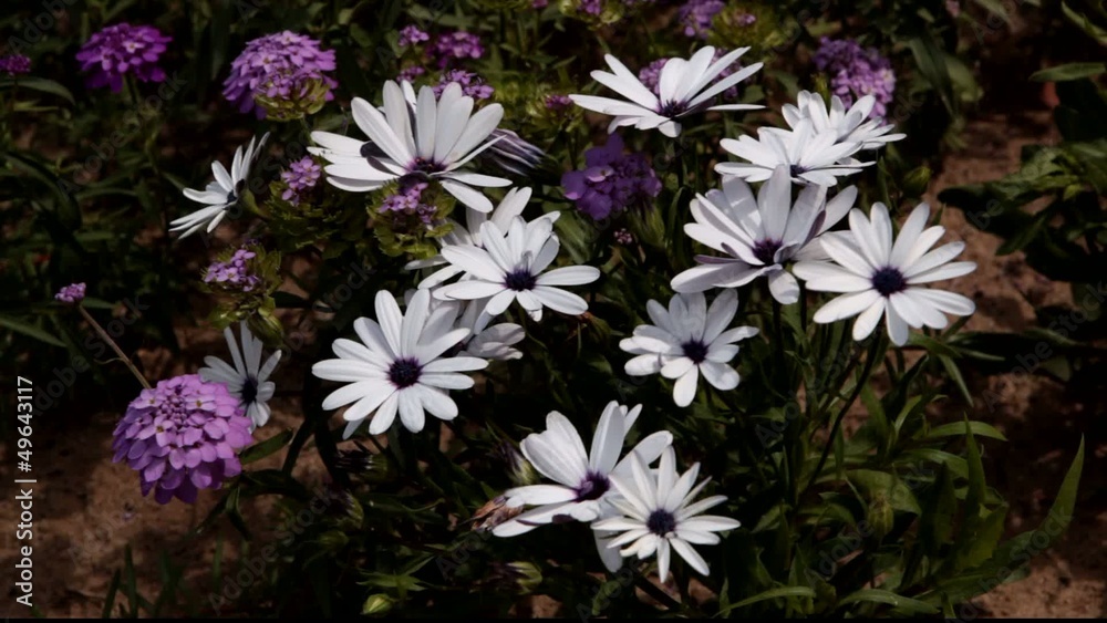 Blooming flowers in the garden Blooming flowers in the garden