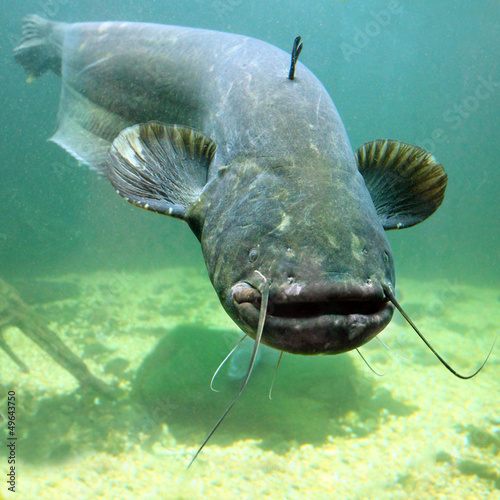 Fotografie Underwater photo of The Catfish (Silurus Glanis).