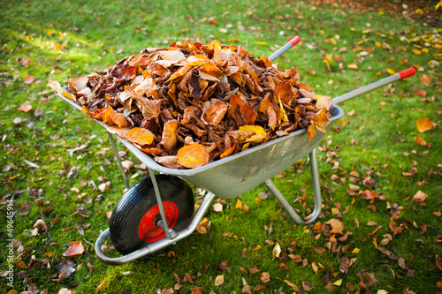 Fotografia wheelbarrow full of dried leaves