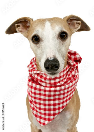 Hund mit roter Servierte