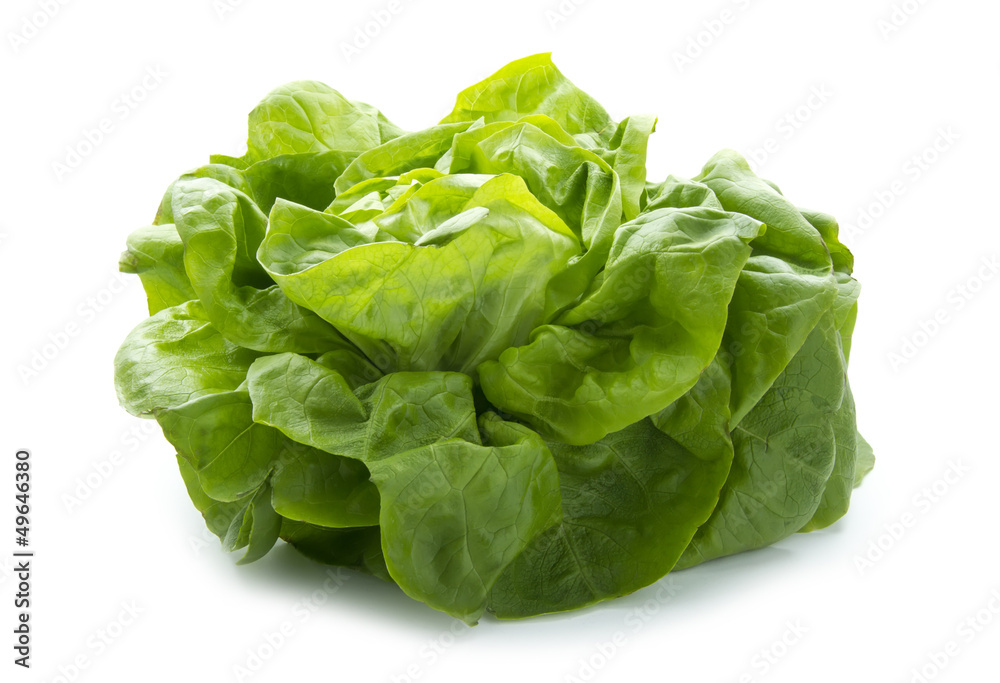 organic lettuce organic lettuce