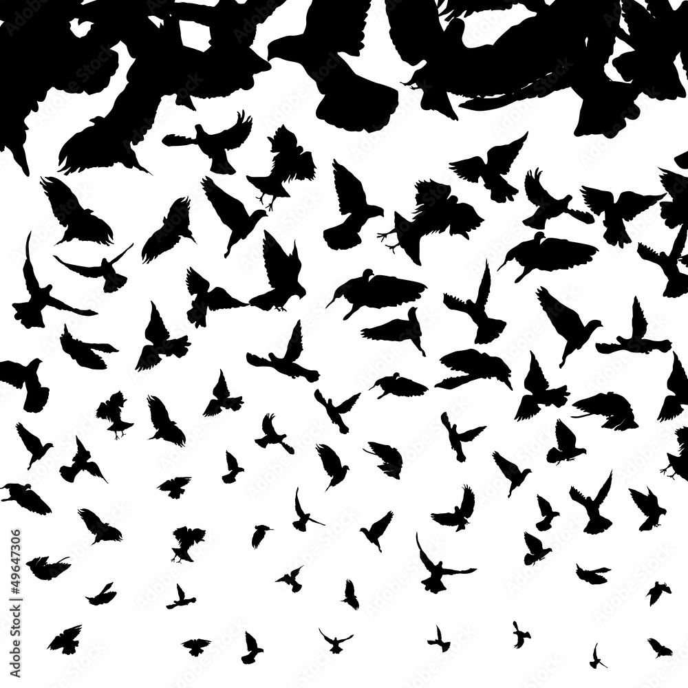 Flying birds Flying birds