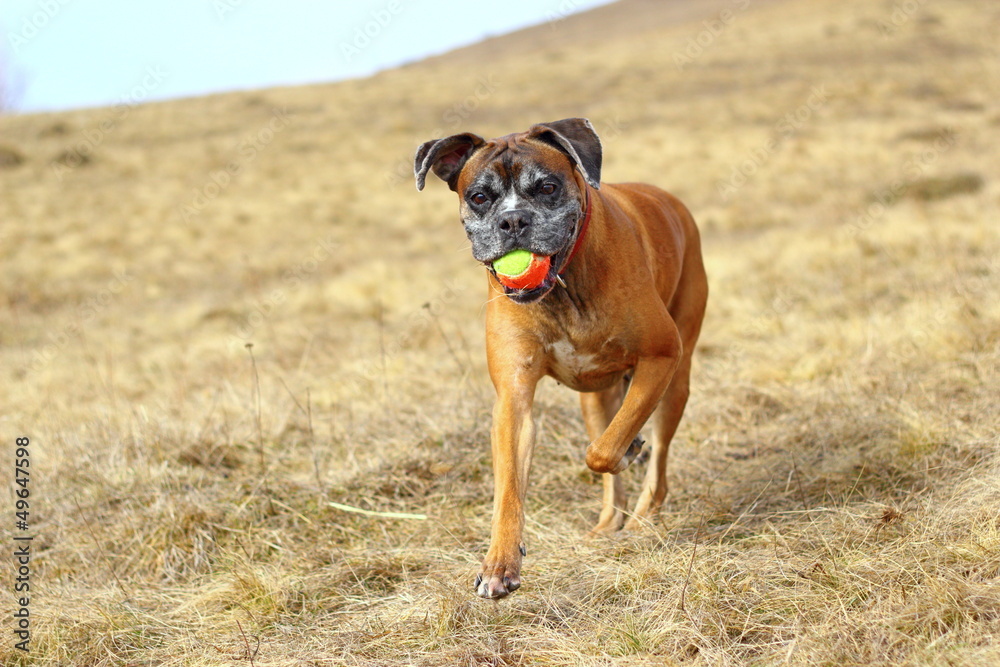 boxer with colorful ball