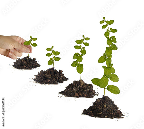 Planting a sapling