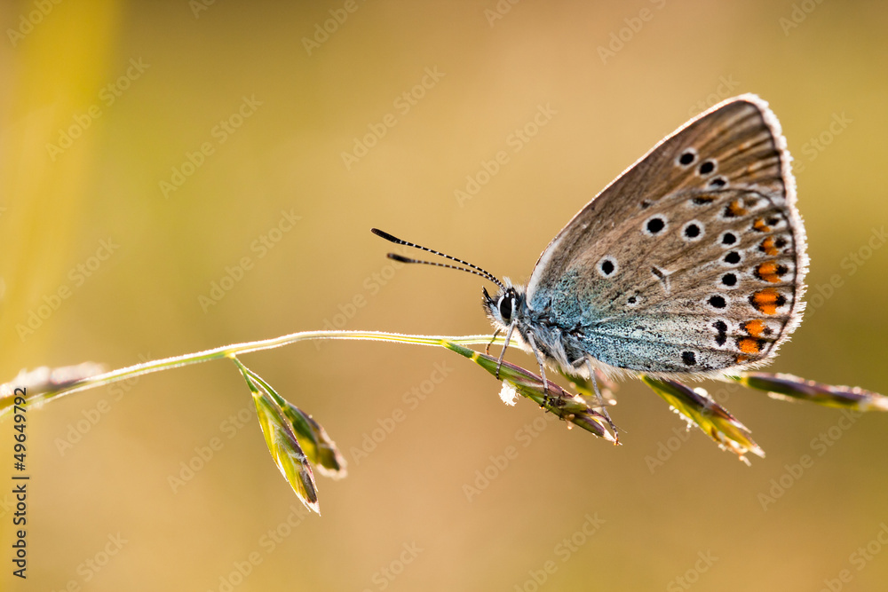 Obraz premium Butterfly Cyaniris Helena