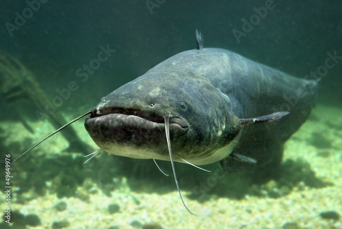 Underwater photo of The Catfish (Silurus Glanis). photo