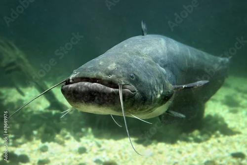 Obraz Underwater photo of The Catfish (Silurus Glanis).