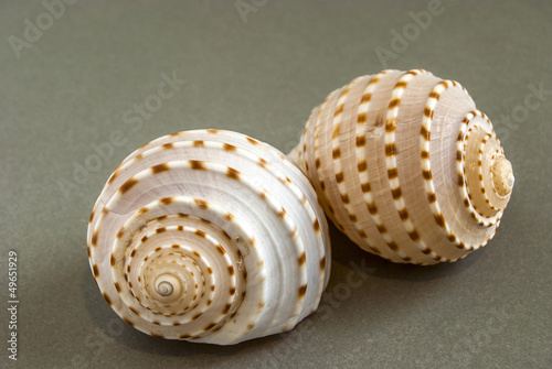 Two hollow conch shells on grey surface as background