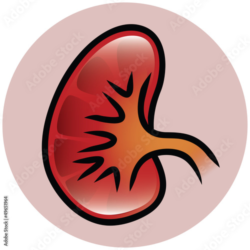 Kidney Icon