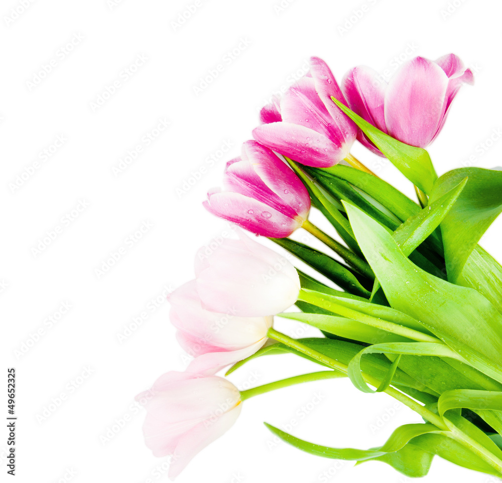 Fresh spring tulip flowers isolated on white Fresh spring tulip flowers isolated on white