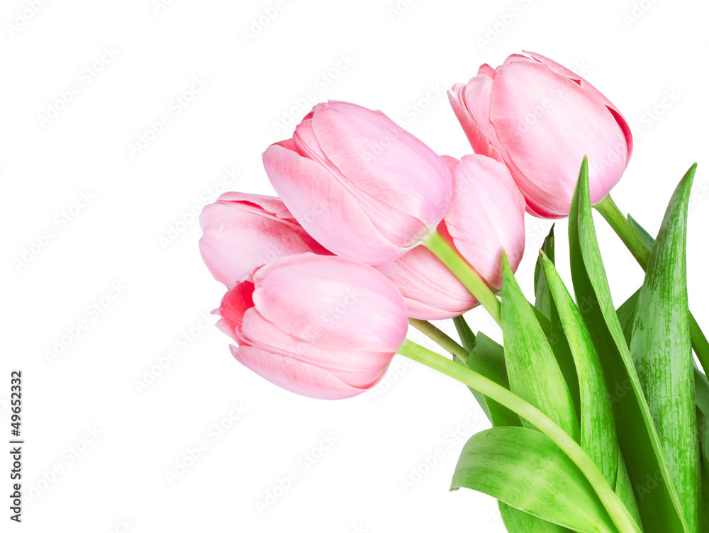 Fresh spring tulip flowers isolated on white