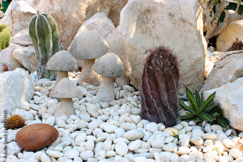 Cactus and stone garden