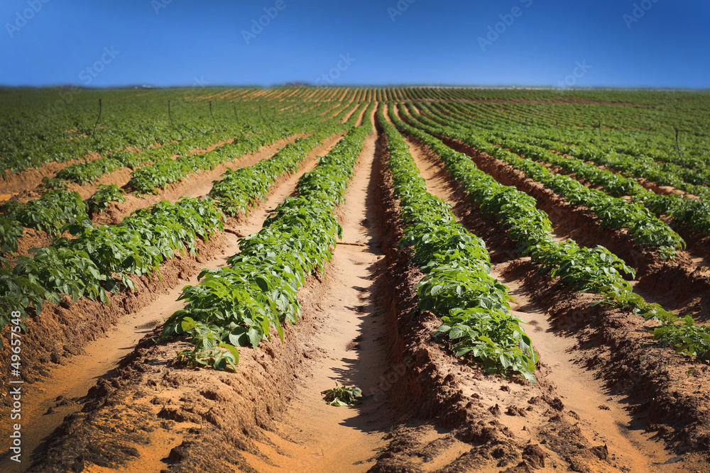 Field with endless rows of crops and blue sky horizon