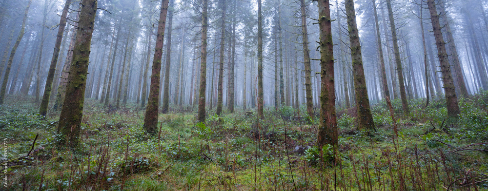 Obraz premium Forest in fog